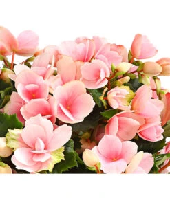 Freiland-Begonie 'Betulia' -Wurzel Herz Verkaufsgeschäft 8208845 WE DE 001 BetuliaGardenHerzig