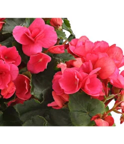 Freiland-Begonie 'Betulia' -Wurzel Herz Verkaufsgeschäft 8208845 WE DE 003 BetuliaGardenHerzig