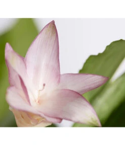 Korbmarante - Calathea Bicajoux 'Gekko' 3 Korbmarante - Calathea Bicajoux 'Gekko' -Wurzel Herz Verkaufsgeschäft 8210494 PR DE 001 CalatheaGekkoKorbmaranteT17DehnerExpressZS