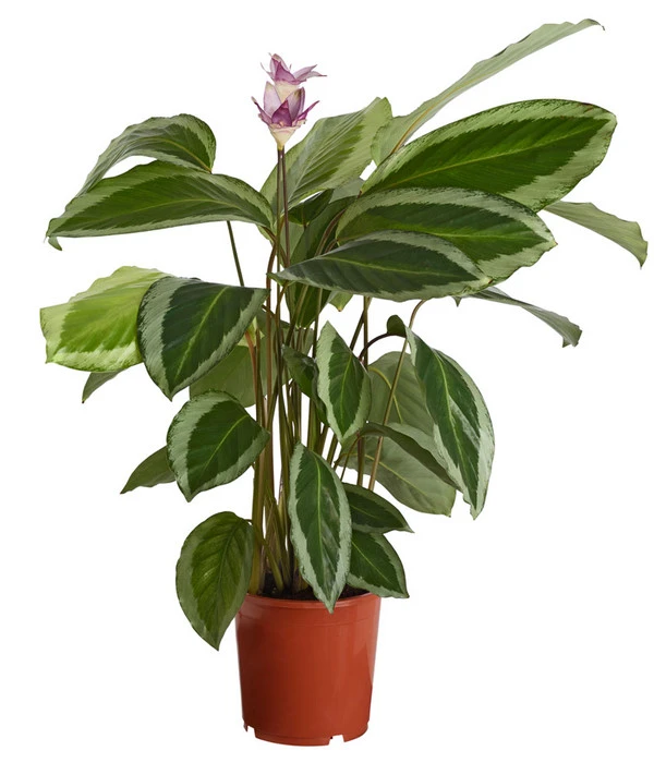 Korbmarante - Calathea Bicajoux 'Gekko' 1 Korbmarante - Calathea Bicajoux 'Gekko'