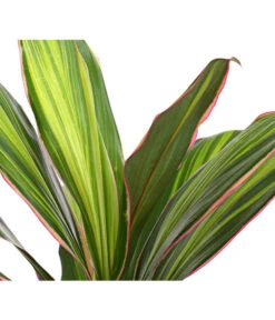 Keulenlilie - Cordyline Cultivars, Verschiedene Sorten -Wurzel Herz Verkaufsgeschäft 8212508 PR DE 002 KeulenlinieCordylineCultivarsT13DehnerHerzig