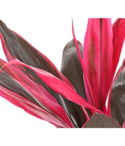 Keulenlilie - Cordyline Cultivars, Verschiedene Sorten -Wurzel Herz Verkaufsgeschäft 8212508 PR DE 004 KeulenlinieCordylineCultivarsT13DehnerHerzig