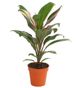 Keulenlilie - Cordyline Cultivars, Verschiedene Sorten