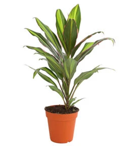 Keulenlilie - Cordyline Cultivars, Verschiedene Sorten -Wurzel Herz Verkaufsgeschäft 8212508 PR FS 002 KeulenlinieCordylineCultivarsT13DehnerHerzig