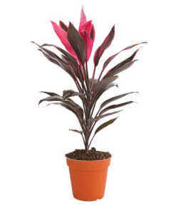 Keulenlilie - Cordyline Cultivars, Verschiedene Sorten -Wurzel Herz Verkaufsgeschäft 8212508 PR FS 004 KeulenlinieCordylineCultivarsT13DehnerHerzig