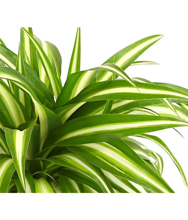 Grünlilie - Chlorophytum Comosum 2 Grünlilie - Chlorophytum Comosum – Bild 2