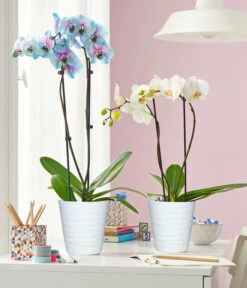 Schmetterlingsorchidee - Phalaenopsis Cultivars 'Blue Wonder' -Wurzel Herz Verkaufsgeschäft 8212813 3953346 WE MO 003 SchmetterlingsorchideePhalaenopsisBlueWonderWeissUveSauerTopf