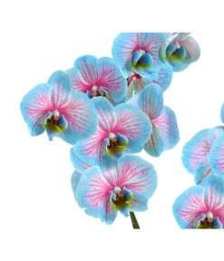 Schmetterlingsorchidee - Phalaenopsis Cultivars 'Blue Wonder' -Wurzel Herz Verkaufsgeschäft 8212813 WE DE 002 SchmetterlingsorchideePhalaenopsisBlueWonderHerzig