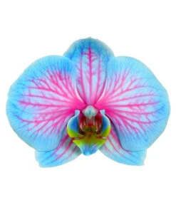 Schmetterlingsorchidee - Phalaenopsis Cultivars 'Blue Wonder' -Wurzel Herz Verkaufsgeschäft 8212813 WE DE PhalaenopsisBlueWonderDetailSeptemer