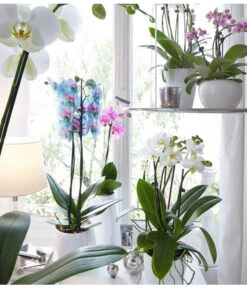 Schmetterlingsorchidee - Phalaenopsis Cultivars 'Blue Wonder' -Wurzel Herz Verkaufsgeschäft 8212813 WE MO 001 PhalaenopsisBlueWonderDehnerSeptember20152