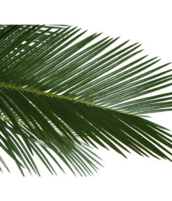 Sagopalmfarn - Cycas Revoluta 5 Sagopalmfarn - Cycas Revoluta -Wurzel Herz Verkaufsgeschäft 8216236 BildD 001 PalmfarnCycasRevoluta45
