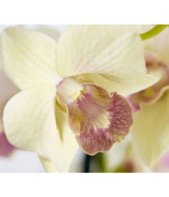 Traubenorchidee - Dendrobium -Wurzel Herz Verkaufsgeschäft 8219362 PR DE 001 DendrobiumT11DehnerExpressZS