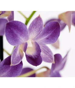 Traubenorchidee - Dendrobium -Wurzel Herz Verkaufsgeschäft 8219362 PR DE 002 DendrobiumT11DehnerExpressZS