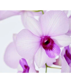 Traubenorchidee - Dendrobium -Wurzel Herz Verkaufsgeschäft 8219362 PR DE 003 DendrobiumT11DehnerExpressZS