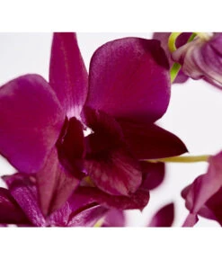 Traubenorchidee - Dendrobium -Wurzel Herz Verkaufsgeschäft 8219362 PR DE 004 DendrobiumT11DehnerExpressZS