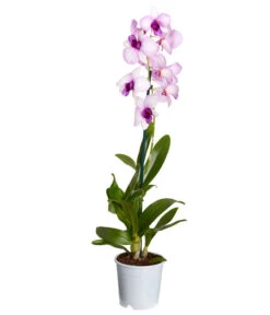 Traubenorchidee - Dendrobium -Wurzel Herz Verkaufsgeschäft 8219362 PR FS 003 DendrobiumT11DehnerExpressZS
