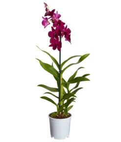 Traubenorchidee - Dendrobium -Wurzel Herz Verkaufsgeschäft 8219362 PR FS 004 DendrobiumT11DehnerExpressZS
