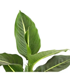 Dieffenbachie - Dieffenbachia Maculata, Verschiedene Sorten -Wurzel Herz Verkaufsgeschäft 8219560 WE DE DieffenbachieGreenMagicT12