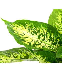 Dieffenbachie - Dieffenbachia Seguine Compacta -Wurzel Herz Verkaufsgeschäft 8219966 PR DE 002 DieffenbachiaCompactaT17DehnerHerzig