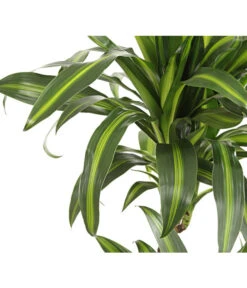 Drachenbaum - Dracaena Deremensis, Verschiedene Sorten -Wurzel Herz Verkaufsgeschäft 8220980 WE DE 001 DrachenbaumDracaenaHawaianSunshineT27DehnerExpressHerzig