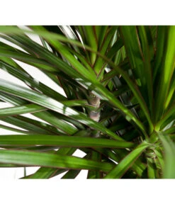 Drachenbaum - Dracaena Marginata -Wurzel Herz Verkaufsgeschäft 8221335 8221749 WE DE 002 DracaenaMarginataDrachenbaumDehnerEvaWunderlich