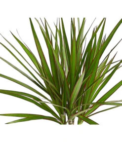 Drachenbaum - Dracaena Marginata -Wurzel Herz Verkaufsgeschäft 8221335 WE DE 001 DrachenbaumDracaenaMarginataStammT11DehnerExpressHerzig