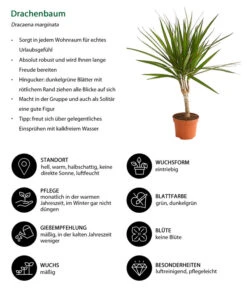 Drachenbaum - Dracaena Marginata -Wurzel Herz Verkaufsgeschäft 8221335 WE IG 001 DrachenbaumDracaenaMarginataStammT11DehnerExpressHerzig