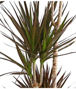 Drachenbaum - Dracaena Marginata 'Magenta' 3 Drachenbaum - Dracaena Marginata 'Magenta' -Wurzel Herz Verkaufsgeschäft 8221673 We DE 001 DrachenbaumDracaenaMagenta3erTuffT21DehnerExpressHerzig