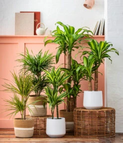 Drachenbaum - Dracaena Fragrans 'Massangeana' 5 Drachenbaum - Dracaena Fragrans 'Massangeana' -Wurzel Herz Verkaufsgeschäft 8222044 6904825 WE MO 001 DrachenbaumMassangeanaSeegrasKorbHarmony