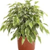 Birkenfeige - Ficus Benjamina 'Kinky'