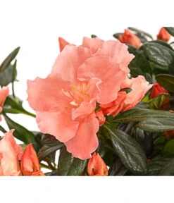 Zimmerazalee - Rhododendron Simsii 'Toshi London' -Wurzel Herz Verkaufsgeschäft 8230708 WE DE 001 AzaleeAzaleaToshiLondonT14