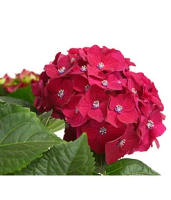 Hortensie - Hydrangea Macrophylla 'Red Beauty®' -Wurzel Herz Verkaufsgeschäft 8234429 WE DE 001 HortensieHydrangeaRedBeautyT14DehnerExpressHerzig