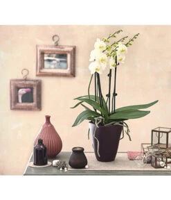 Schmetterlingsorchidee - Phalaenopsis Cultivars 'Multiflora' 5 Schmetterlingsorchidee - Phalaenopsis Cultivars 'Multiflora' -Wurzel Herz Verkaufsgeschäft 8236242 PR MO 001 Phalaenopsis5 6TrieberDehnerExpressHerzig