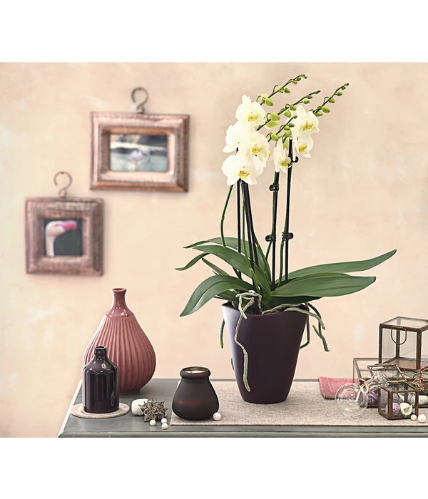 Schmetterlingsorchidee - Phalaenopsis Cultivars 'Multiflora' 3 Schmetterlingsorchidee - Phalaenopsis Cultivars 'Multiflora' – Bild 3