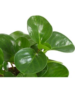 Peperomie - Peperomia Obtusifolia -Wurzel Herz Verkaufsgeschäft 8243040 PR DE 001 PeperomiaObtusifoliaT12DehnerExpressHerzig