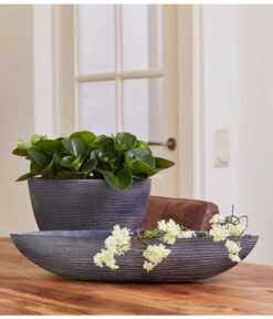 Peperomie - Peperomia Obtusifolia -Wurzel Herz Verkaufsgeschäft 8243040 PR MO 001 PeperomiaObtusifoliaGPS