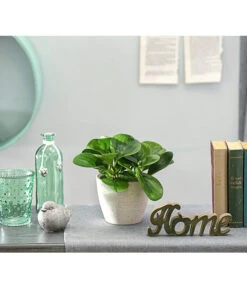 Peperomie - Peperomia Obtusifolia 'Lime' 5 Peperomie - Peperomia Obtusifolia 'Lime' -Wurzel Herz Verkaufsgeschäft 8243057 PR MO 001 PeperomiaOptusifoliaDehnerExpressHerzig