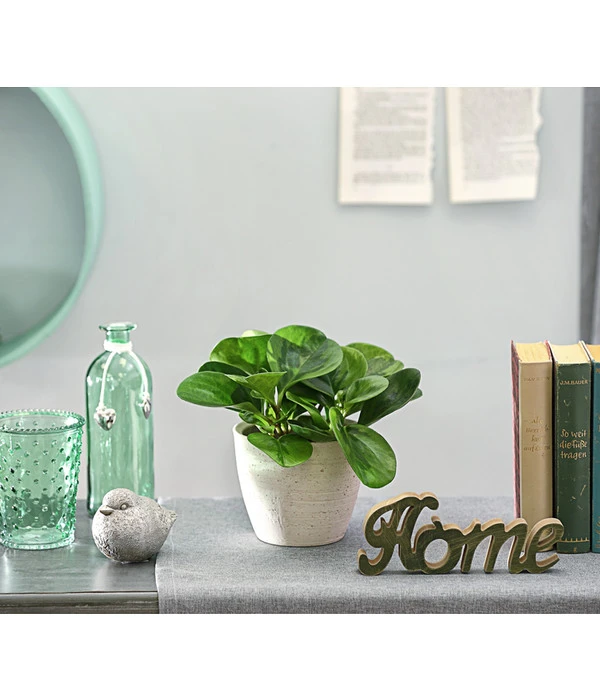 Peperomie - Peperomia Obtusifolia 'Lime' 3 Peperomie - Peperomia Obtusifolia 'Lime' – Bild 3