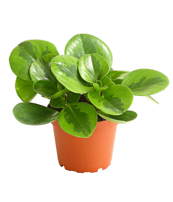 Peperomie - Peperomia Obtusifolia 'Lime' 1 Peperomie - Peperomia Obtusifolia 'Lime'