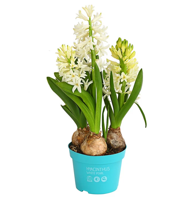 Hyazinthe, 3 Zwiebeln 1 Hyazinthe, 3 Zwiebeln