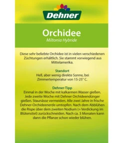 Stiefmütterchenorchidee - Miltonia -Wurzel Herz Verkaufsgeschäft 8251191 Orchidee Miltonia 08032016 2