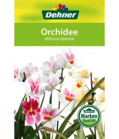 Stiefmütterchenorchidee - Miltonia -Wurzel Herz Verkaufsgeschäft 8251191 Orchidee Miltonia 08032016