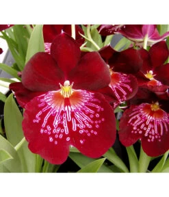 Stiefmütterchenorchidee - Miltonia -Wurzel Herz Verkaufsgeschäft 8251191 WE DE 001 MiltoniaorchidPixabay
