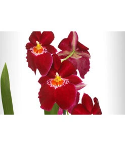 Stiefmütterchenorchidee - Miltonia -Wurzel Herz Verkaufsgeschäft 8251191 WE DE 001 MiltonienMiltoniaHybride2TrieberT12DehnerExpressHerzig
