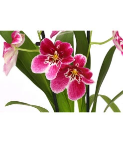 Stiefmütterchenorchidee - Miltonia -Wurzel Herz Verkaufsgeschäft 8251191 WE DE 003 MiltonienMiltoniaHybride2TrieberT12DehnerExpressHerzig