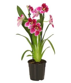 Stiefmütterchenorchidee - Miltonia -Wurzel Herz Verkaufsgeschäft 8251191 WE FS 003 MiltonienMiltoniaHybride2TrieberT12OWDehnerExpressHerzig