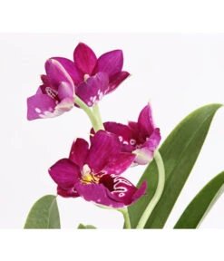 Stiefmütterchenorchidee - Miltonia -Wurzel Herz Verkaufsgeschäft 8251191 we DE 001 Miltonia2TrieberT12DehnerExpressHerzig