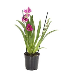 Stiefmütterchenorchidee - Miltonia -Wurzel Herz Verkaufsgeschäft 8251191 we FS 001 Miltonia2TrieberT12DehnerExpressHerzig
