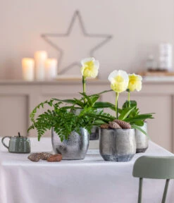 Frauenschuh - Paphiopedilum Complex Hybride -Wurzel Herz Verkaufsgeschäft 8251472 8224198 8466849 WE MO 001 FrauenschuhPaphio GC18 2022