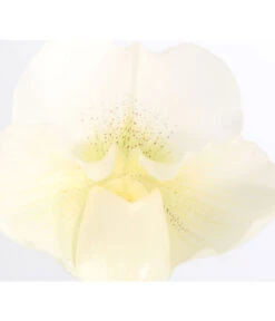 Frauenschuh - Paphiopedilum Complex Hybride -Wurzel Herz Verkaufsgeschäft 8251472 PR DE 001 PaphiopedilumCompWeissFrauenschuhT12DehnerExpressZS